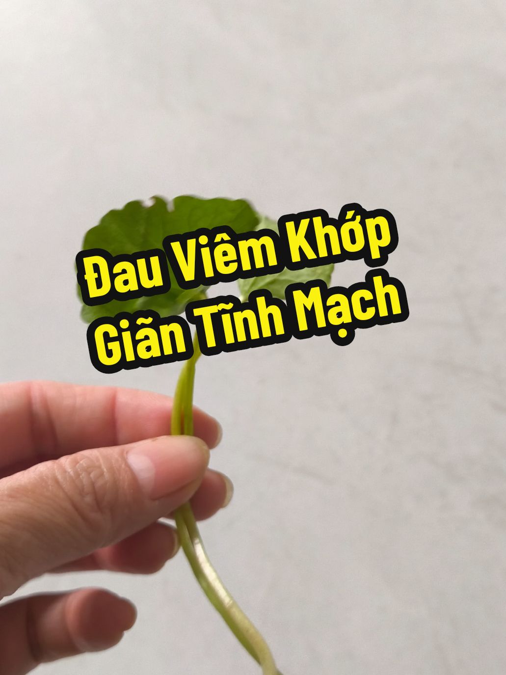 như thảo dược chia sẻ công dụng của rau má #xuongkhop #viemkhop #giantinhmach #rauma #meohay #caythuocvuonnha #suckhoe #moinguoi #xuhuongtiktok @🌱 Thảo Dược Như 