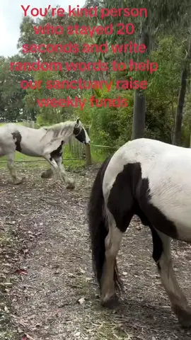 You’re kind person who stayed 20 seconds and write random words to help our sanctuary raise weekly funds #foal #horserlove #donkey #horseplanet #fyppppppppppppppppppppppp 