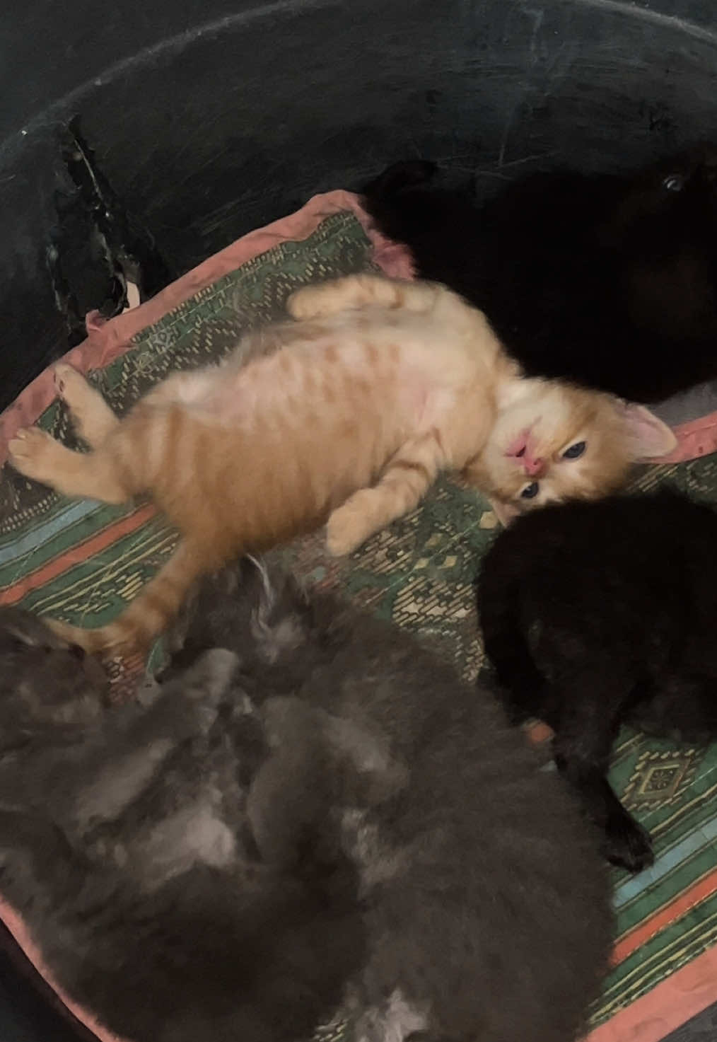 Ema jud ning katok HAHAHAHAHAAHA #cat #fyp 