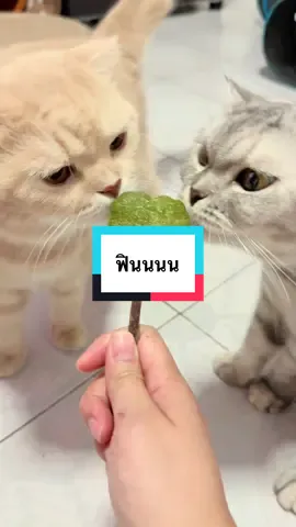 ฟิน #แคทนิปแมว #หญ้าแมว #อมยิ้มแมว #พาสุขแมวหน้าตึง #พาสวยเป็นแมว 