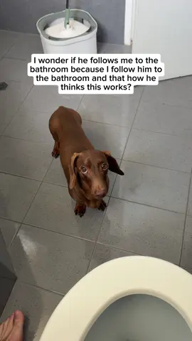 Makes sense I guess 😅😅😅 #bathroom #needy #dachshund #sausagedog #doglife 