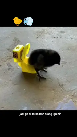 ayam pinter🥳🤩#lucu #ngakak #lewatberandafyp #fyppppppppppppppppppppppp #foyoupage 