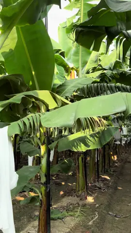 將近一千顆蕉🍌姑娘等著我穿衣裳 我還是努力的套好套滿 #烏龍蕉姑娘  #南高雄嬌蕉驕園  #台灣偉大蕉農加油🤟🤟🤟  #抖音紀錄香蕉園事務 