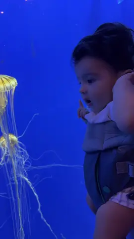 Aquarium #Ethan #aquarium #shark