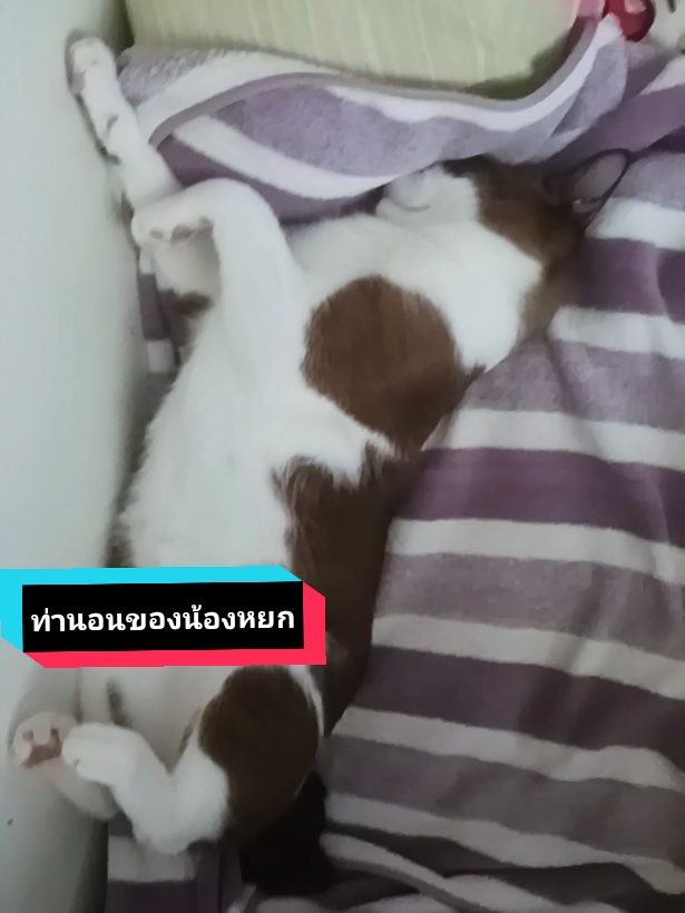 #เทรนด์วันนี้ พาเพื่อนๆมาท่านอนน้องหยก😁😂 #ทาสแมว #แมวน่ารัก #น้องหยก #ท่านอน 