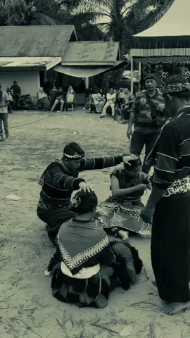 jeruu poll#celengsrenggi #pembarongcewek #fyp 