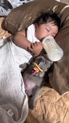 May tumabi kay micka 😆😅 #micka #mharicka #pet #dog #bukoykoy 