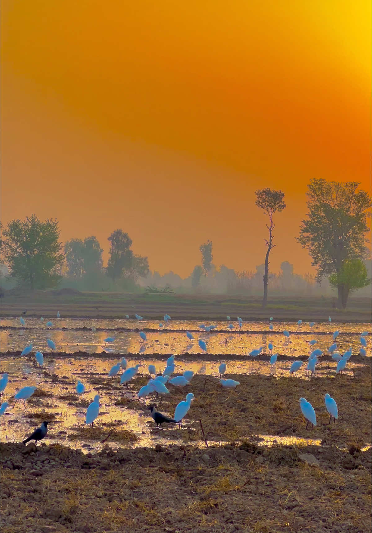 #sohnapind149 #virelvideo #virel #trending #fyp 