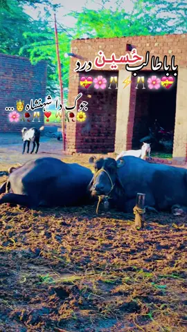 باواں دے نال باواں#جوگ۔دا۔شہنشاہ۔باباطالب💥🌹🦅#varilsong💞💞💞 #flypシーforyou😇💓tiktok #unfrezzmyaccount #foru @اورنگزیب خان😎🫶(کھچی🚩) 