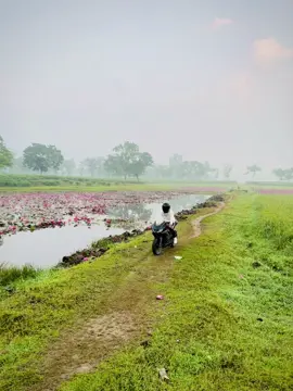 কেউ ফুল ছিড়ে নষ্ট করবেন না🪷🙏
