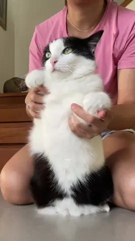 ยิ้มให้ fc หน่อยค่ะลูก😁#cats#เต้น#เทรนด์วันนี้ 