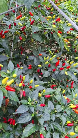 pohon ini mencerminkan yang nanam😁#taiwan🇹🇼 