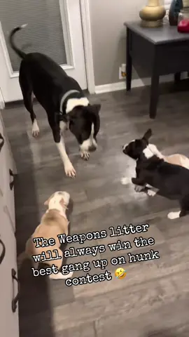 #onthisday #hunk #weaponslitter #puppy#tapdance 