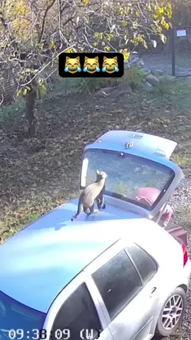 Never turn your back on your cat #foryou #funny #cat #catsoftiktok #funnycat #cats #pet #funnyvideos #cute 