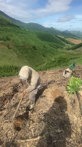 #trồng cay xong ta đi thành phố 🤣