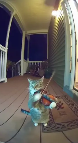 😂 Annoyed Woman vs. Her Musical Cat! A Hilarious Compilation! 🎻 #funnycats #catmemes Description: This poor woman just wants to sleep! This hilarious compilation, shot on a doorbell cam, shows her being repeatedly woken up at midnight by her cat... who is playing the violin, keyboard, bagpipes, drums, shamisen, didgeridoo, cymbals, and a giant gong. Her angry reaction as she confiscates each instrument is absolutely priceless! Tags: #funnycats, #catmemes, #funnyanimals, , , , , , , ,