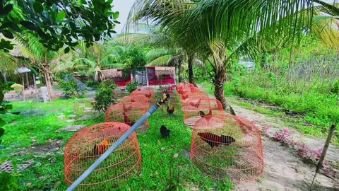 @Sĩ TâyNinh gamefarm #1thang mới được thấy mặt trời #sitayninh
