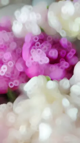 #صباح_الخير #صباحياتي🌸🎼 #صباحكم_سعادهـ🌸🍃 #صباح_الورد_و_السعادة_لاجمل_قلوب🌹🦋 #صباحكم_أحلى_صباح 