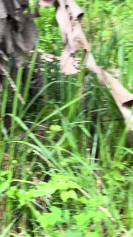 Abis mandi#rxkingsiluman #fyppppppppppppppppppppppp #rxkingindonesia 