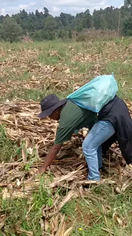 Turonikk 😂🤗. if you know you know