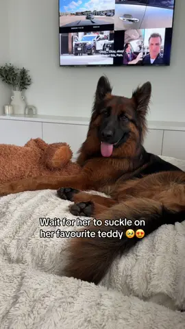 What’s the one thing your dog does that makes your heart melt? 😍🥹 #gsd #dogsofttiktok #puppylove #germanshepherdpuppy #doglover 