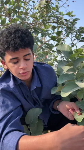 دوم طايح بيها😂😂😂@حمدوش #حمدوش_محمد_عاشور #شباحو_حمدوش😂😂 #بشيشين_حمدوش😂 