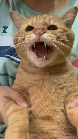 opalite ginger cat version #catsoftiktok #opalite #trend #swifttok 