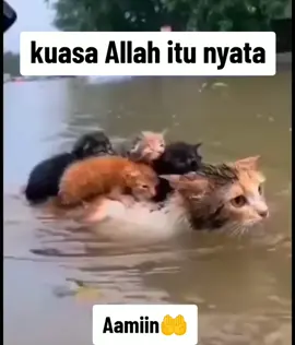 #kuasaallah #nyata #ijabahdoakuyaallah😭 #aamiin #aamiinyarobbalalamin🤲🤲 
