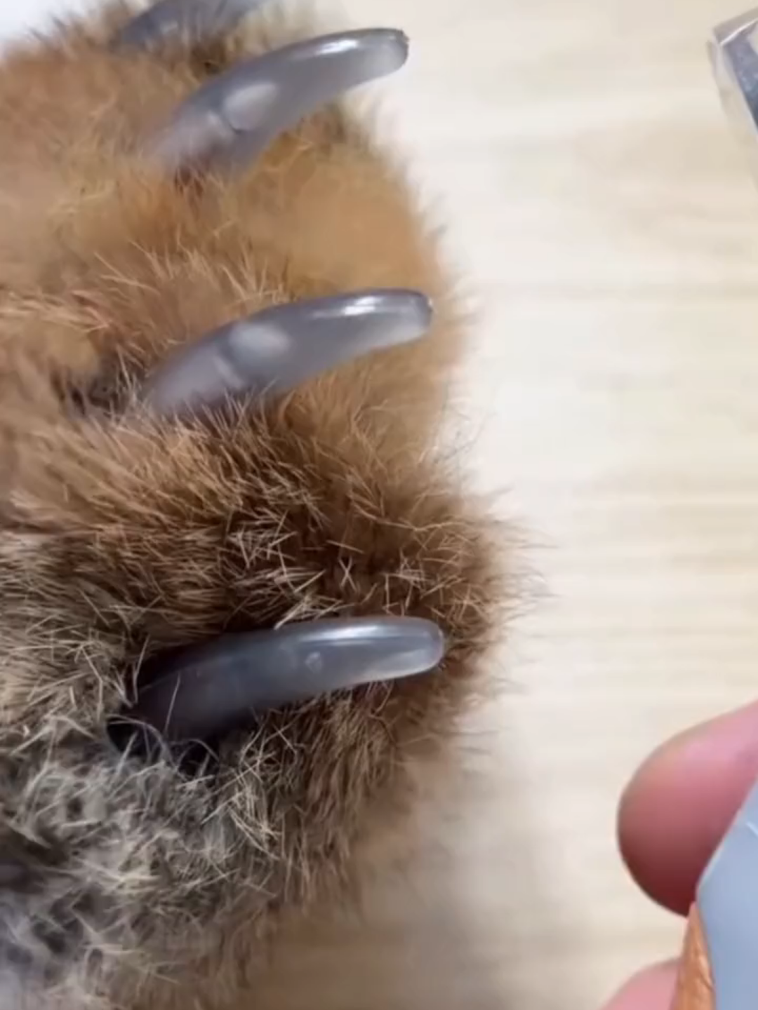 If you’re wondering how to cut your dog’s nails and not hit the quick/bloodline, the answer is a nail clipper with a built in light :）#dognailclipper #petnailclippers #nailclipperwithlight #doggrooming #nailclippingdogs #TikTokShopBlackFriday