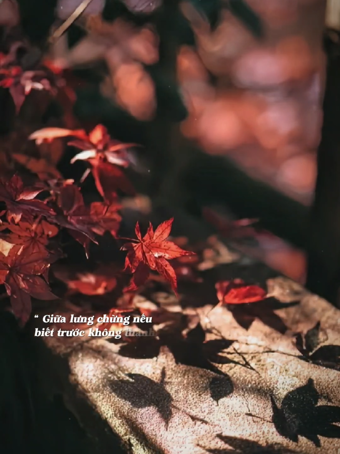 Lụa là gấm vóc những xa hoa và câu hứa... #nhachaymoingay #motthuoyeunguoi2 