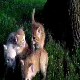 #валентинстрыкало #92