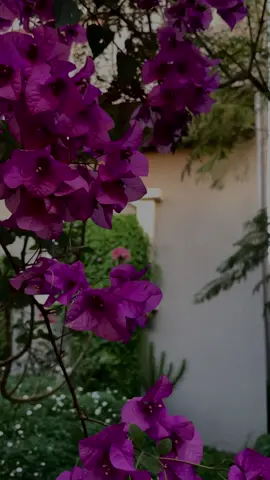 مالذي تحلمين به ؟ ‏السلام ذلك الشعور الذي يرتب الفوضى العارمة التي خلفتها السنون بنا الطمأنينة التي تتركنا نلملم أفكارنا بكل هدوء ونحن نبتسم الرضى الذي يتسلل في أعماقنا ويمنحنا القوة شعور لا يشبهه شيء…🍂