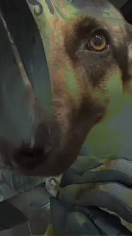 Bro I love this whining dog meme sm 😭❤️ #whiningdog #doggo #meme #viral #loweffort 