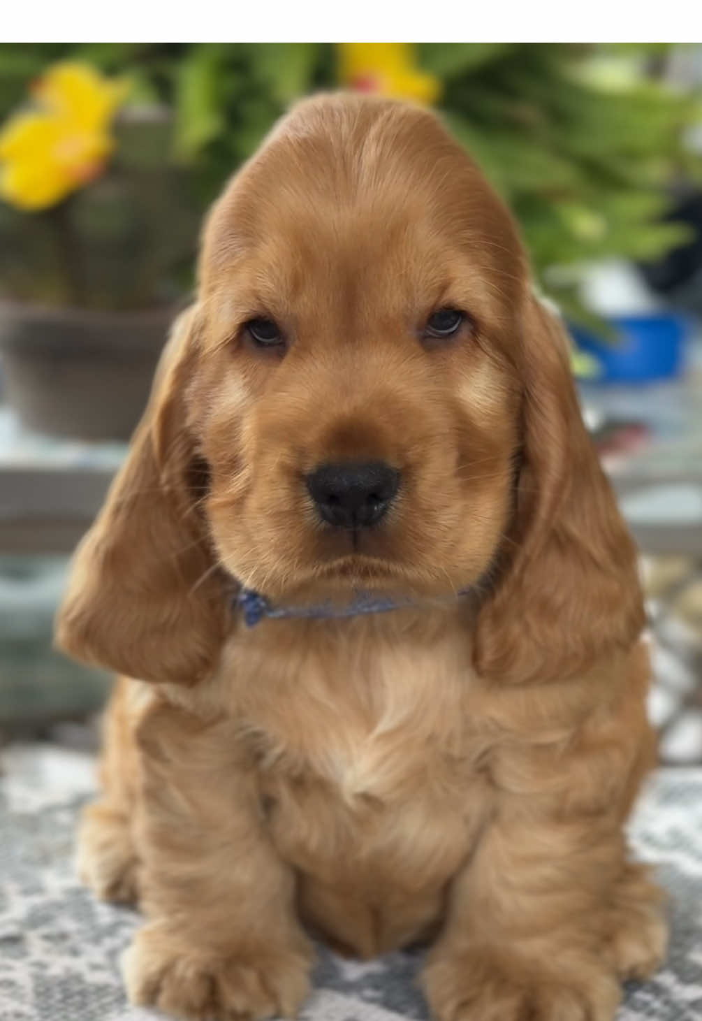 Un nanetto da giardino🌻 #cocker #cockerspaniel #englishcockerspanielpuppy #englishcockerspaniel #dog 