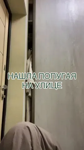 А давно вы ходили в продуктовый и возвращались с попугаем?.. #казань 