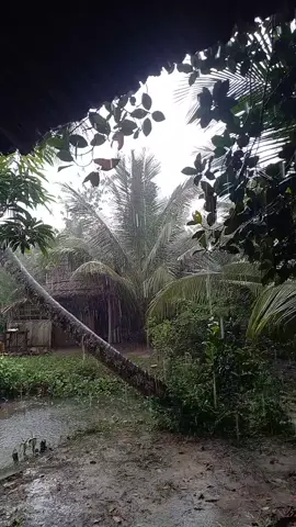 mưa buồn quá #Mưa #Võ_Ngọc_Lễ #miền_tây_sông_nước #Tiền_Giang #quêhươngtôi 