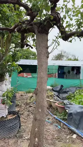 #tiktoklive #livehighlights 