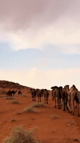 مٌـطر وآلـبل🌧️❤️‍🩹#البل #تصميم_فيديوهات🎶🎤🎬 #الشرارات #راف_الطويل🤎🦦 #الشرارات_راف_الطويل_سكاكا_الجوف_الشمال 