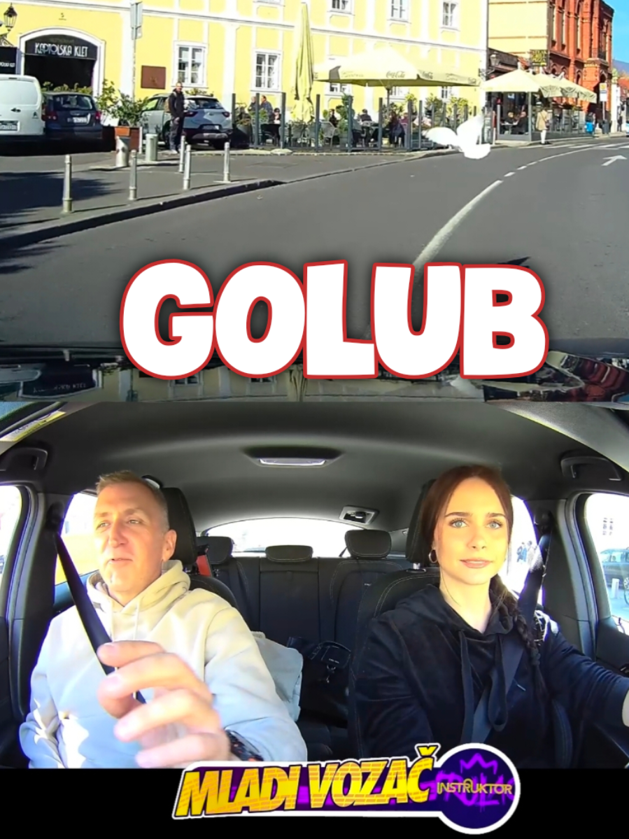 Golub @Astrid @Autoškola Kajzerica  #drivinglessons #autoskola 