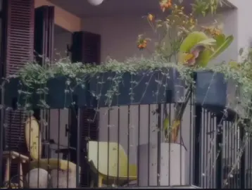 JAANIA - HANIAAA 🖤👀 #foryoupage #foryoupagetiktok #viral #fyp #fypシ 