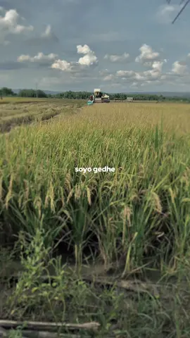 #fyp #hscombine#combineharvester #CapCut 