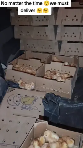 Delivering day old commercial layers 1500 all the way to Webuye No matter the time, the day or the hour we must deliver.  #poultryfarming #fullyvaccinatedchicks #hylinebrown #issabrown #healthychicks 