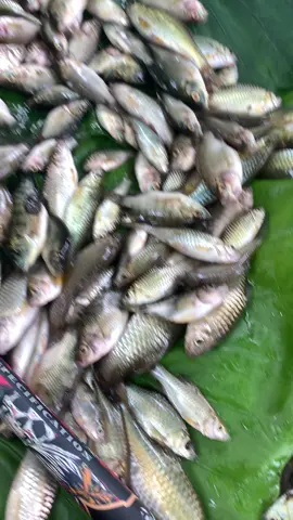 Hasil dinas senin pagi #mancing #spotmancing #waderhunter #mancingliar #microfishing 