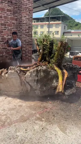 quá trình tạo tác của nghệ nhân #caycanh360 #bonsai #bonsai 