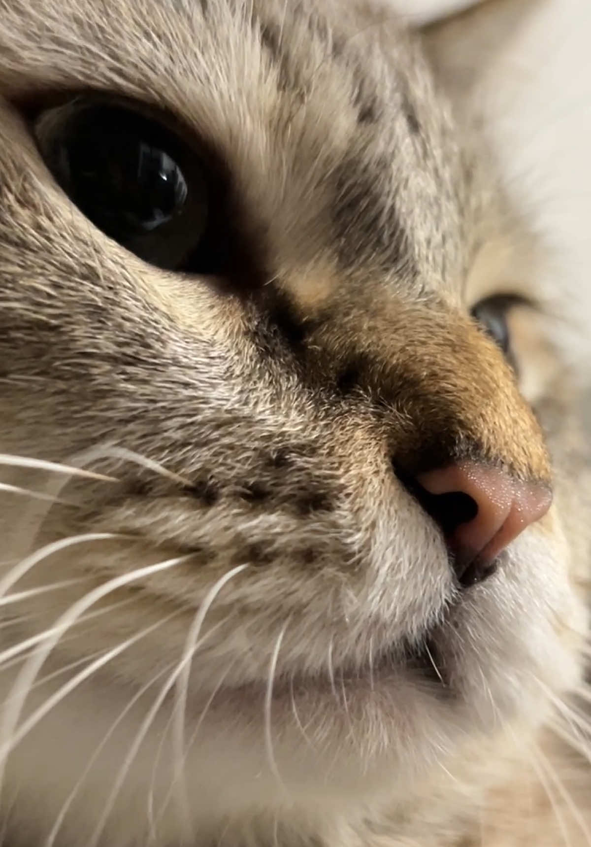 คิดถึงกันมั้ยนะ #อาตี้แมวหน้าหมา #อาตี้แมวอ้วน #อาตี้ตัวเท่าหมา 