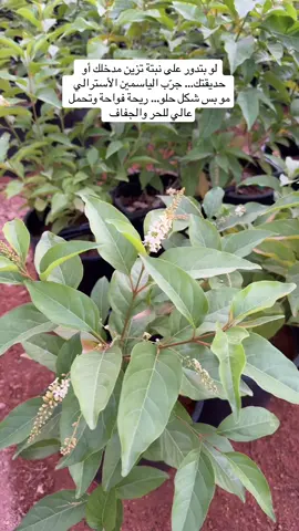 #الياسمين_الاسترالي #نباتات_الرياض #زراعة_منزلية #تجميل_الحدائق #نباتات_زينة