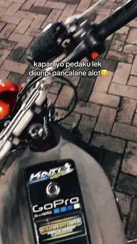 Jan pingin koyok peda e cah cah #tigerherex #cepek #masukberanda #fyp #racing 