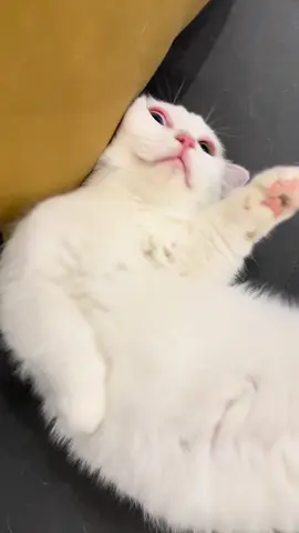 Hơi láo toét tí thôi chứ ngủ gọi vẫn thưa mòoo #bongchen #cat #mèo 