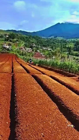 ari d kebon teh sok poho kana pikiran nanaon da🤣#fyp #barayasengklek #fksb_consistent 