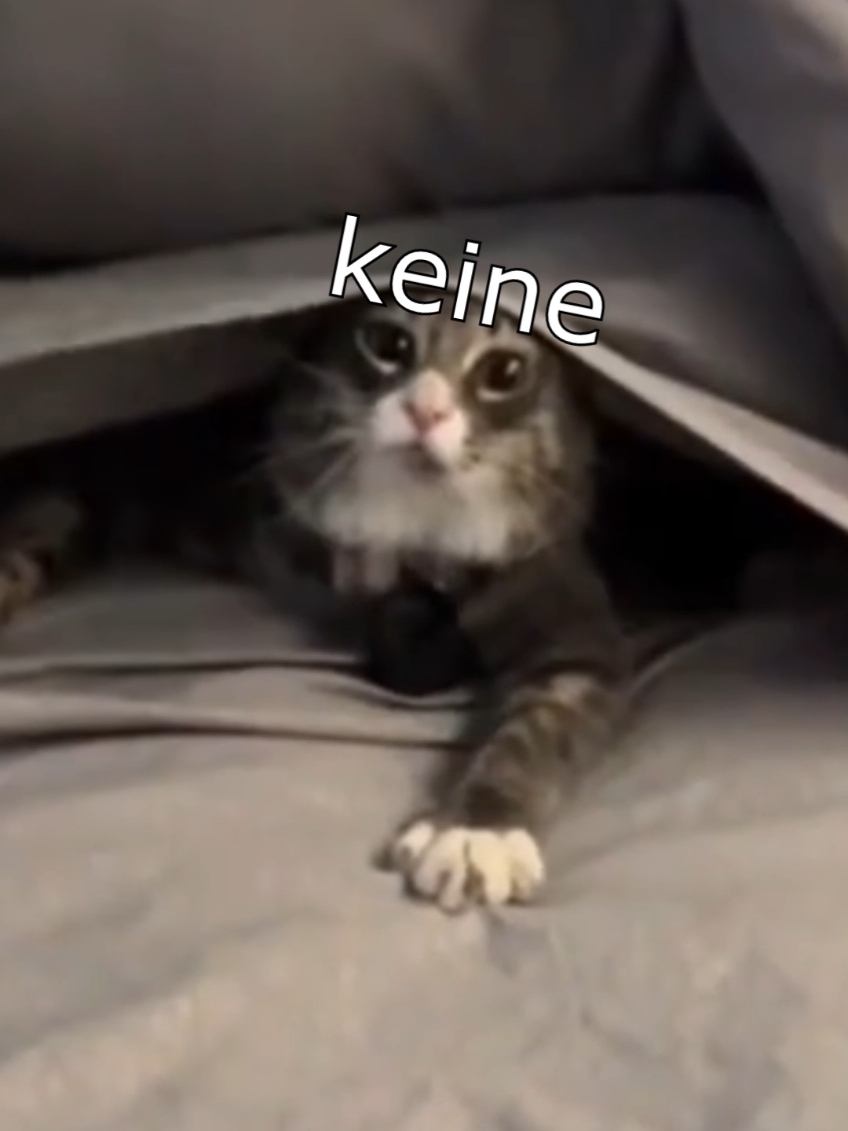 Die Dawgs machen Werbung Montag und keine Energie? Gönnt euch HOLY mit unserem Code 